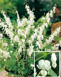 Dicentra spectabilis Alba.jpg
